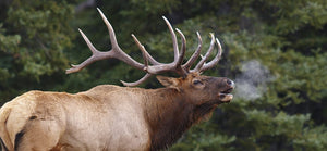 Elk Calls