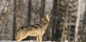 Predator Calls