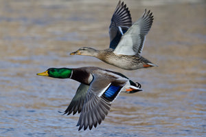 Waterfowl Calls