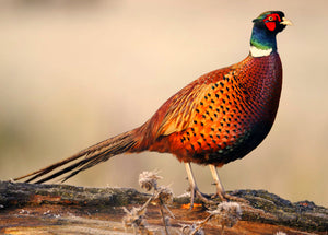Squirrel & Pheasant Calls